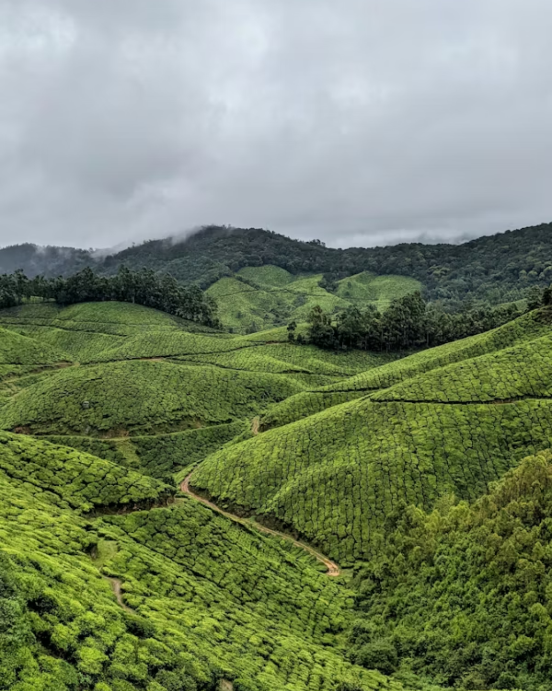 Tea Garden Estate